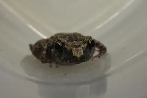 Lowland Chirping Frog