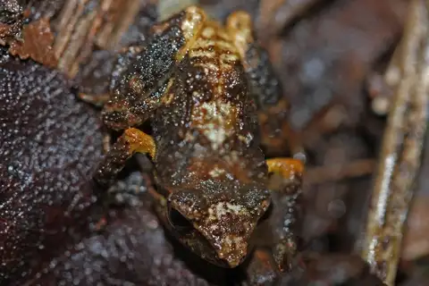 Eastern Cuba Grassfrog