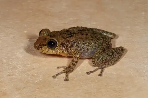 Yellow Split-Toed Frog
