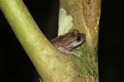 Tree-hole Coqui
