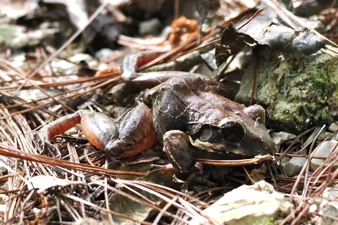 Hispaniolan Giant Frog