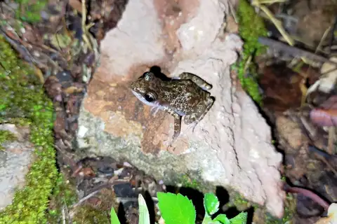 Spectacled Chirping Frog