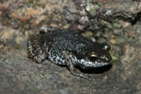 Dixon’s Peeping Frog