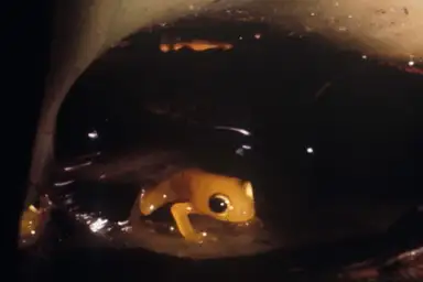 Golden Coqui