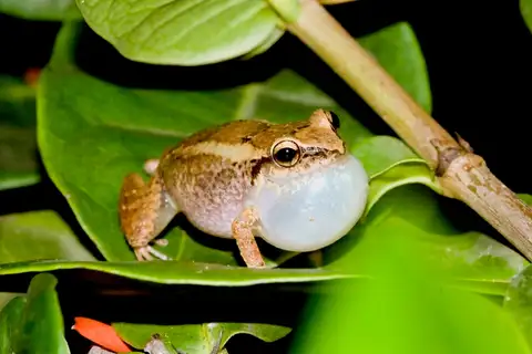Lesser Antillean whistling frog