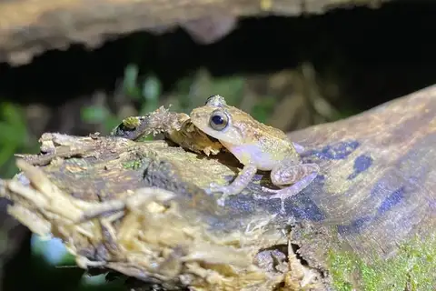 Warty Coqui