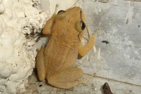 Martinique Robber Frog