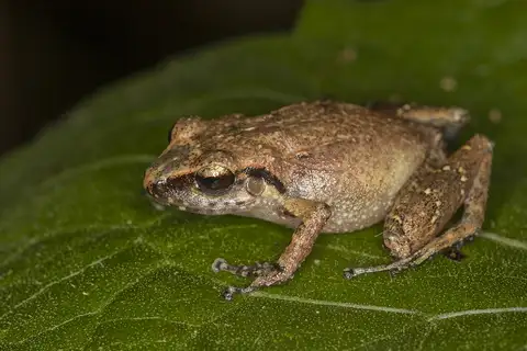 Hispaniolan Wheeping Frog