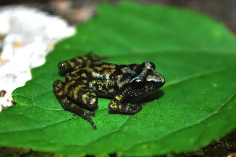 Blunt-toed Chirping Frog