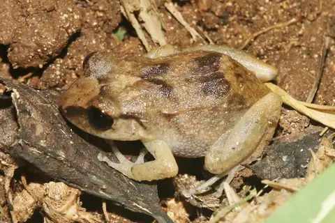 Montserrat Whistling Frog
