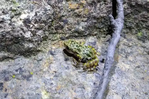 Peters' Shiny Peeping Frog
