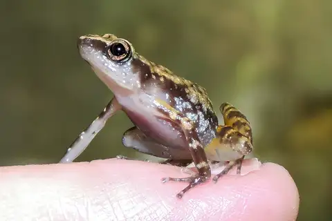 Pale Chirping Frog