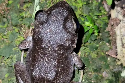Jamaican Yellow-bellied Frog