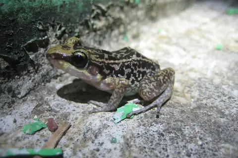 Hispaniolan yellow-mottled frog