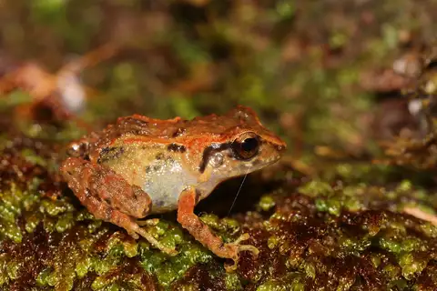 Pinchon's Piping Frog