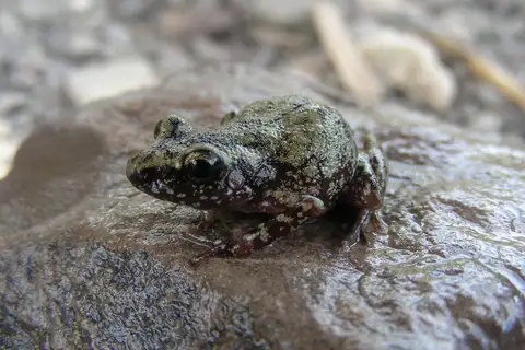 Guerrero Peeping Frog