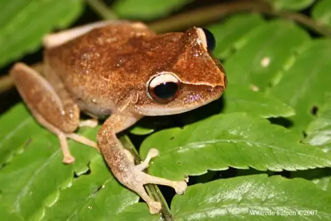 Forest Coqui