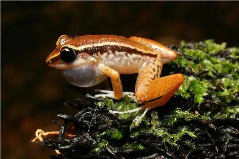 Ground Coqui