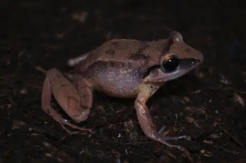 Ruth's Robber Frog