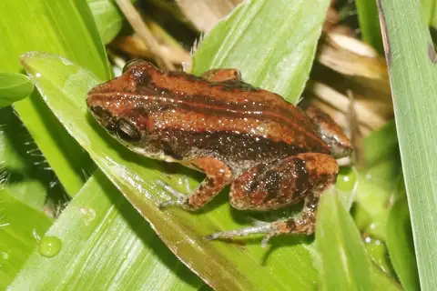 Varley's Robber Frog