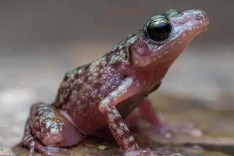 Big-eared Chirping Frog