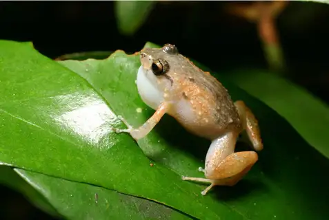 Wrinkled Coqui