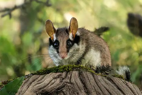 European Garden Dormouse