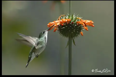 White-bellied Hummingbird