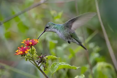 Green-and-white Hummingbird