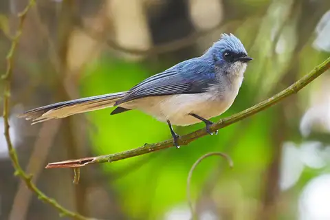 White-tailed Blue Flycatcher