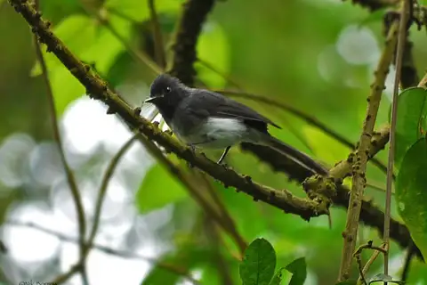 White-bellied Crested Flycatcher