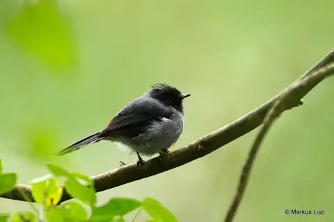 White-tailed Crested Flycatcher