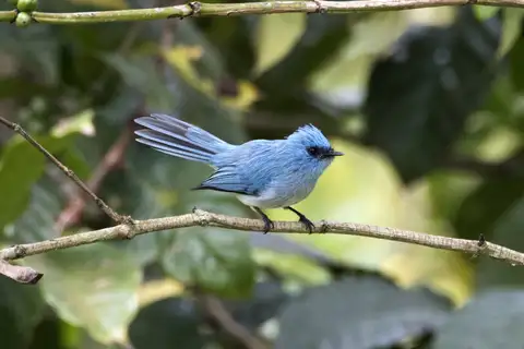 African Blue Flycatcher