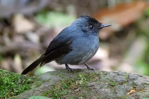 Dusky Crested Flycatcher