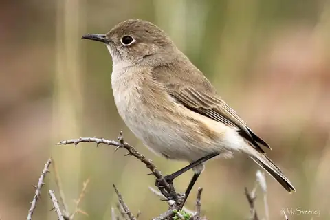 Sickle-winged Chat