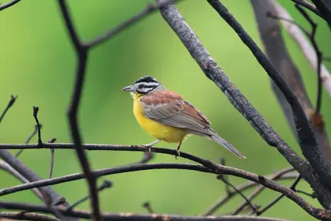 Brown-rumped Bunting