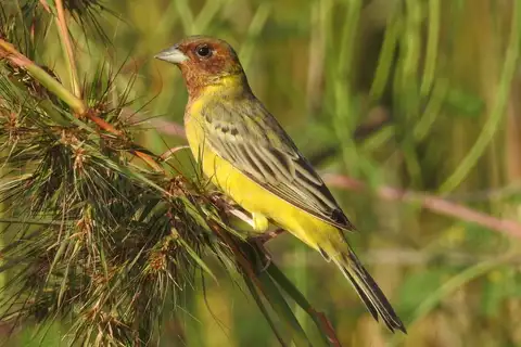 Red-headed Bunting