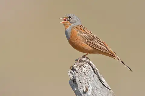 Cretzschmar's Bunting