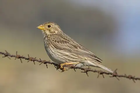 Corn Bunting