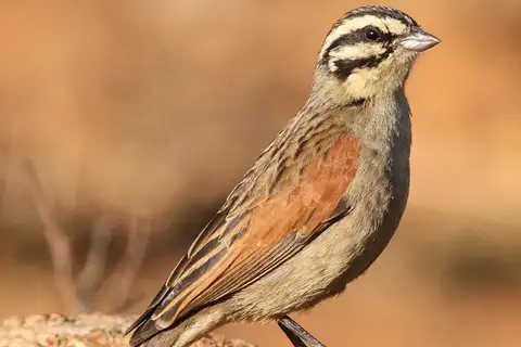 Cape Bunting