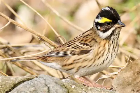 Yellow-browed Bunting