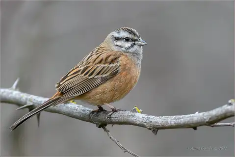 Rock Bunting