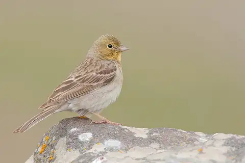 Cinereous Bunting