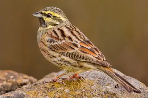 Cirl Bunting