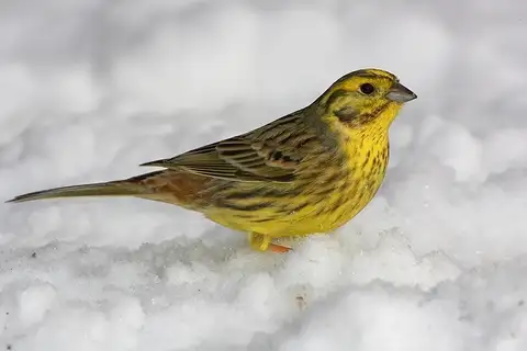 Yellowhammer