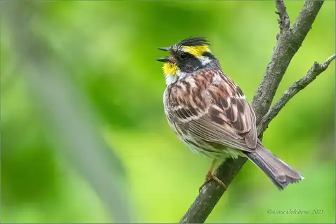 Yellow-throated Bunting