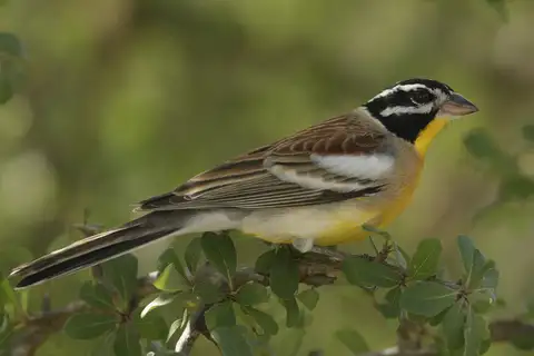 Golden-breasted Bunting