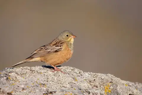 Ortolan Bunting