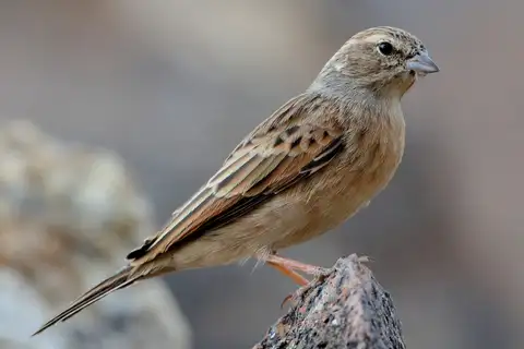 Lark-like Bunting