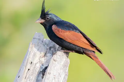 Crested Bunting